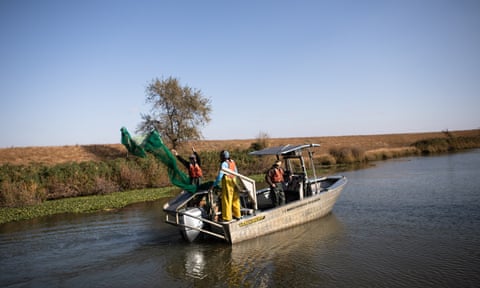 An otter trawl net is cast into the Cache slough in search of Delta smelt.