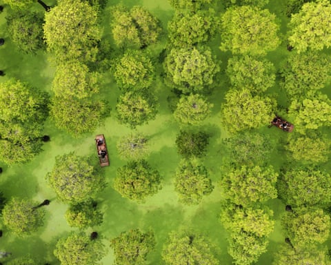 An aerial shot of two punts making their way between trees growing in water covered in bright green algae