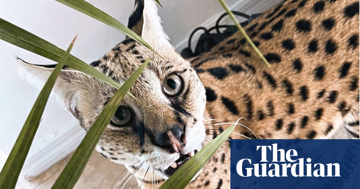 UK could ban part-wild hybrid cats after social media fuels boom in popularity