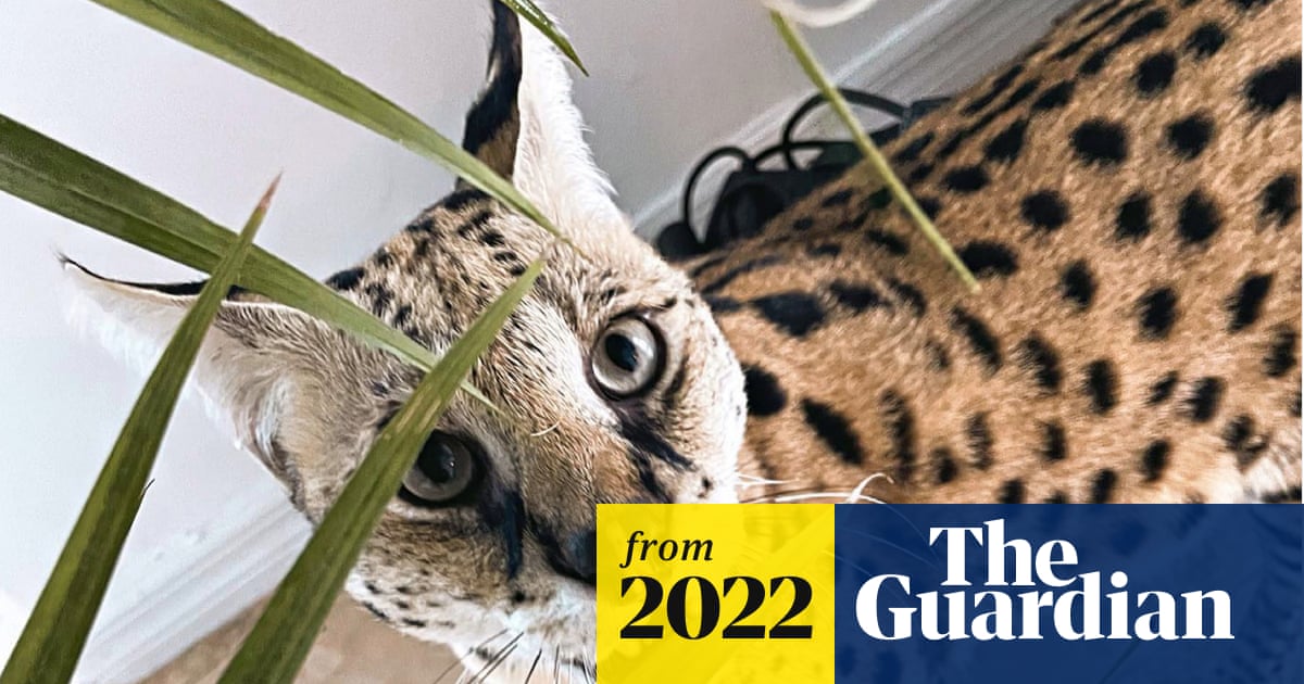 Should Cat Breeding Be Banned: Ethical Concerns and Solutions