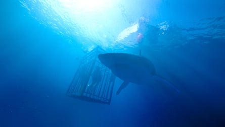 A still from 47 Meters Down