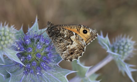 The grayling fell by 92% in distribution and 72% in abundance between 1976 and 2019