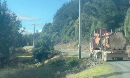‘Single-rider’ log from a downed giant native tree, a Eucalyptus regnans, trucked out of Tasmania’s Florentine Valley forest.