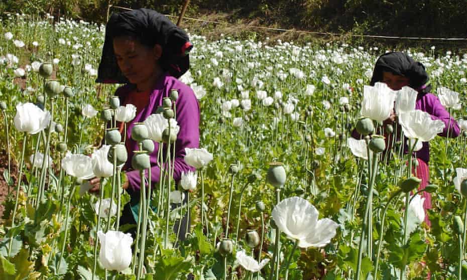 Women cut opium bulbs in a poppy field near Myanmar border.