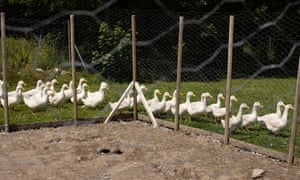 Ducks at Daniel Colbourne and Rachel Stevens' duck farm, close to Fishguard, West Wales.