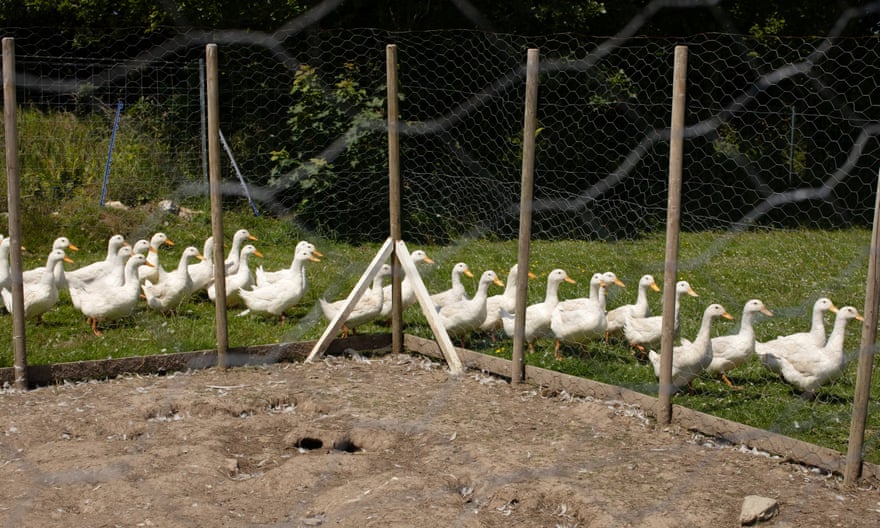 Ducks at Daniel Colbourne and Rachel Stevens’ duck farm, close to Fishguard, West Wales.
