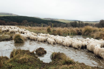 A flock of sheep move through a muddy river, their coats wet and dirty