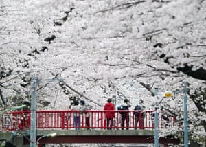 People enjoy viewing cherry blossoms in full bloom in a suburban area of Tokyo