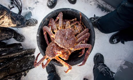 Crab-22: how Norway's fisheries got rich – but on an invasive species, Marine life