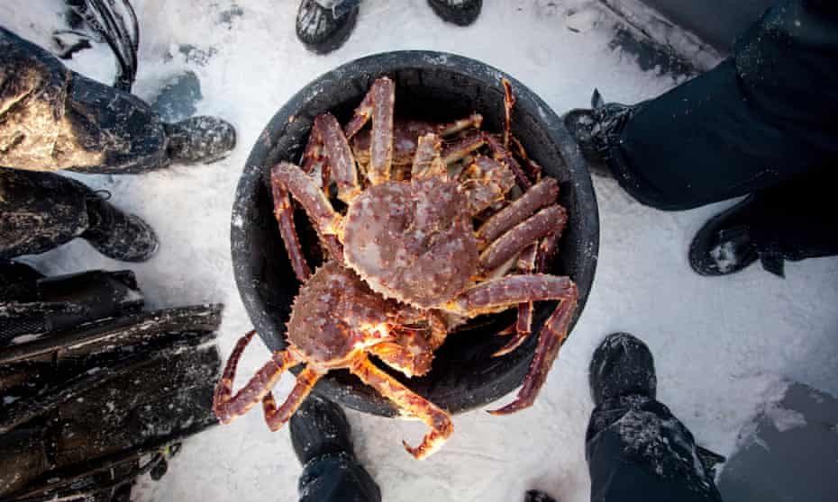 People stand around a bucket of King Crab, caught in a lake at Jarfjord, near Kirkeness, northern Norway