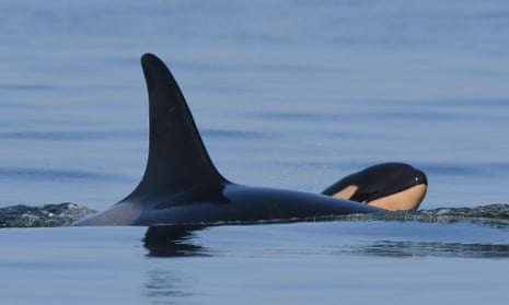 The new orca calf, J57, with its mother, J35