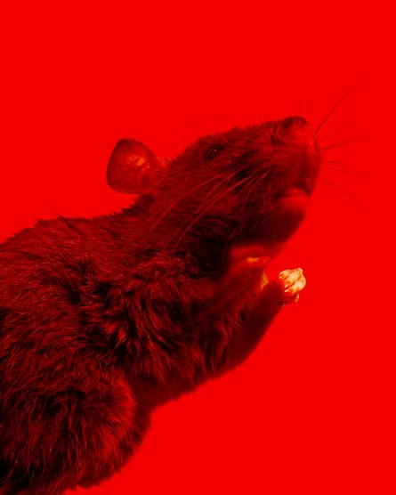 Brown rat (Rattus norvegicus) rearing up. Guardian Design