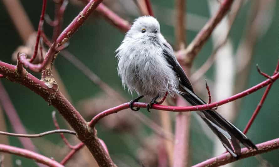 A long-tailed tit in Podkowa Lesna, just outside of Warsaw, Poland on 28 February.