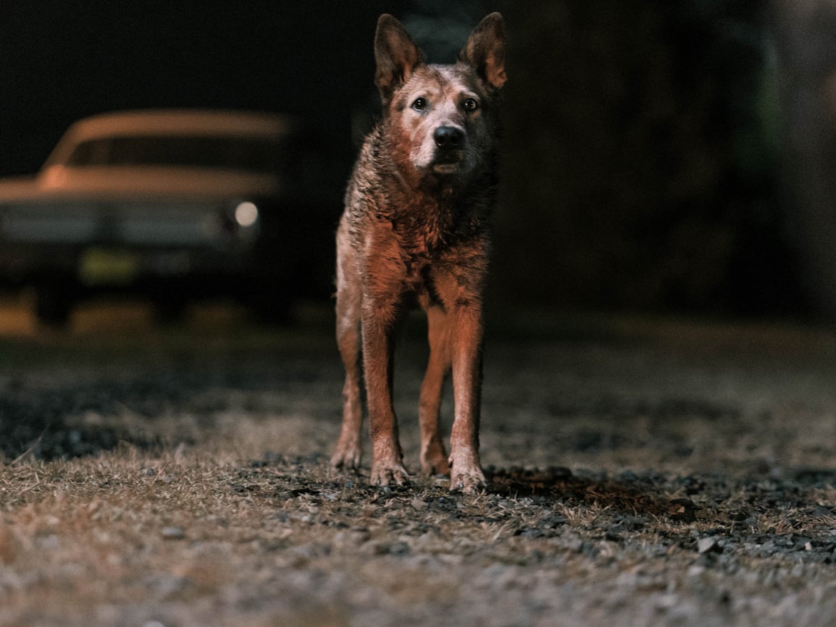 Pet Cemetery Trailer