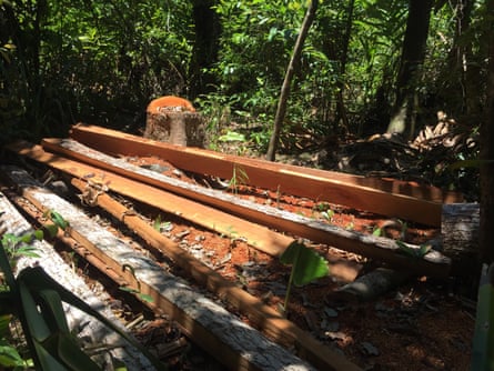 Freshly cut logs in the protected Masoala national park