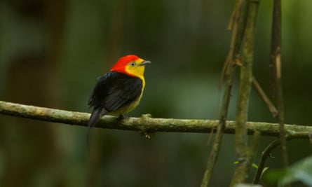 Um pequeno pássaro com cabeça vermelha, rosto e peito amarelos e asas e cauda pretas pousa em um galho.