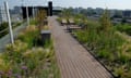 Rooftop with path running through wildflowers and wild plants