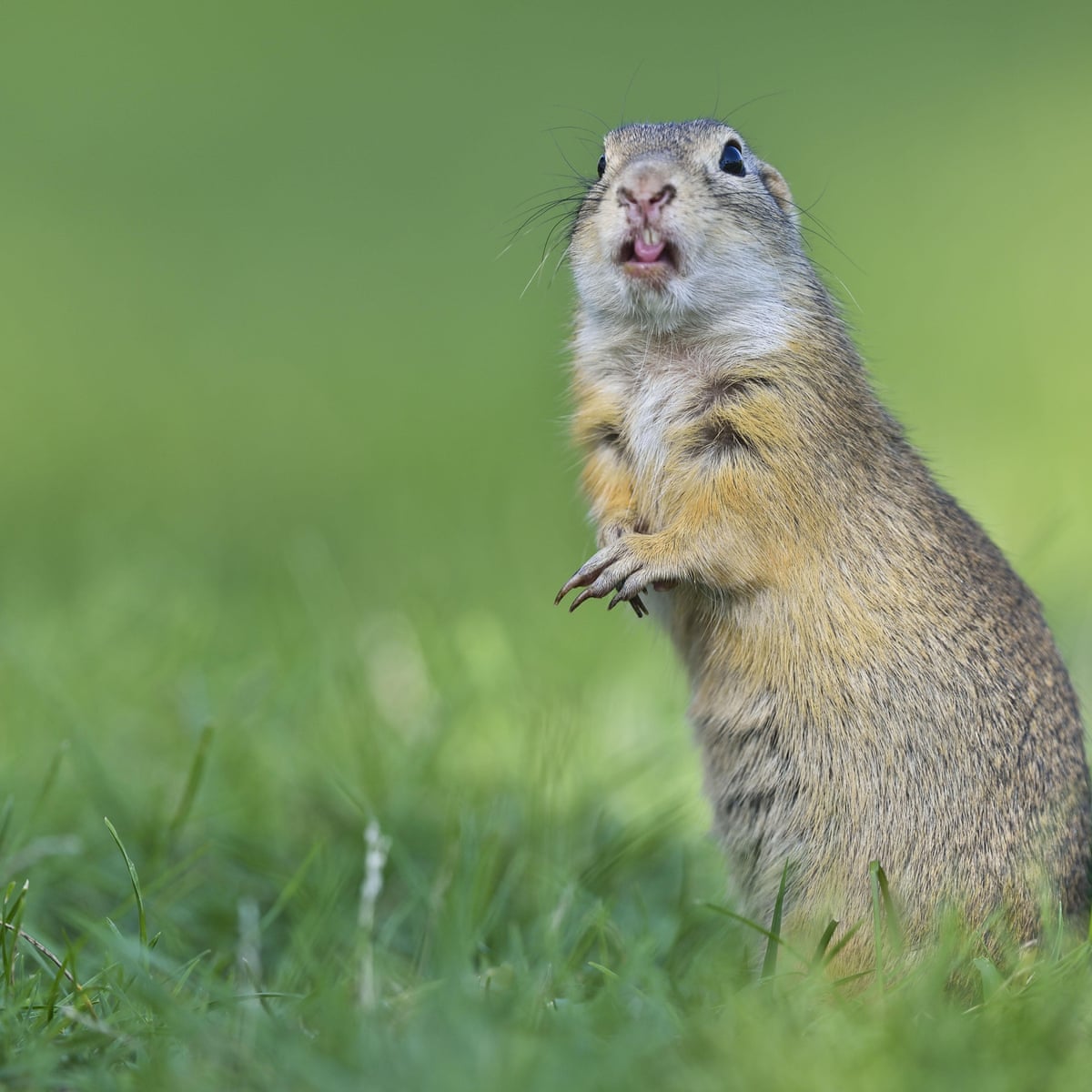 Gopher Or Gofer What Does Donald Trump S Dig Actually Mean Donald Trump The Guardian