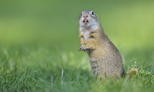 Reference and languages books | Books | The Guardian