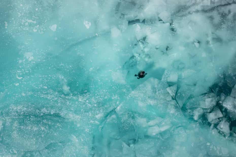 Em abril, o gelo começa a derreter rapidamente e em breve essas focas poderão nadar livremente