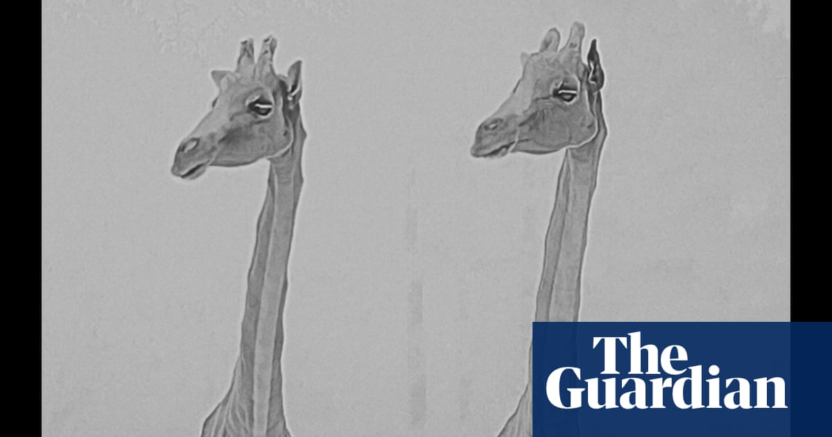 Exploring the ethical implications of Danish zoo’s controversial giraffe killing in memory of Marius: A film analysis Exploring the ethical implications of Danish zoo’s controversial giraffe killing in memory of Marius: A film analysis