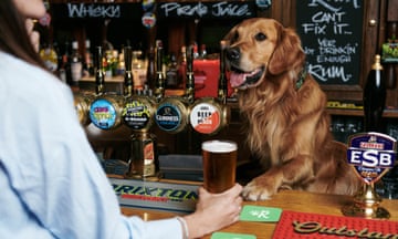 Golden Retriever Huxley enjoys a drink in the pub with friends