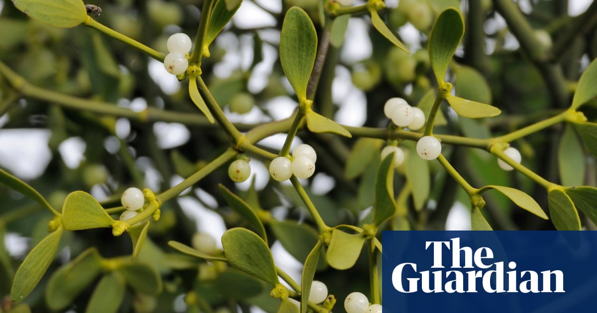 How Mistletoe's spread across UK could be down to the blackcap | Specieswatch
