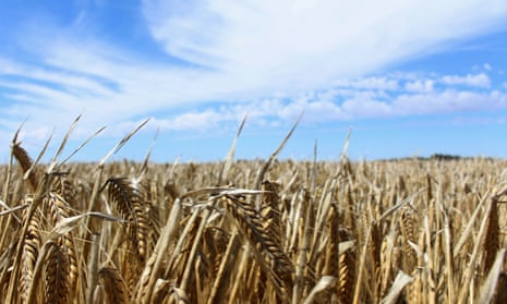 field of barley against blue sky