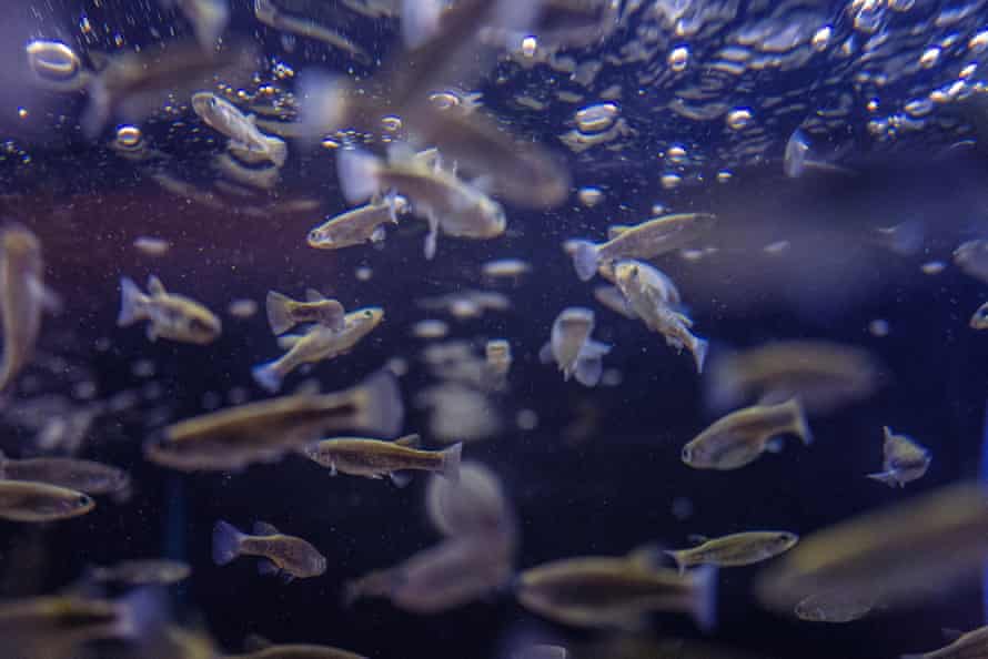 Bluetail goodea - the brown little ones in the tank with the light and bubbles (in the off-show breeding centre) Whipsnade.