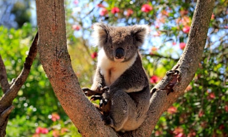 Koala in tree on Kangaroo Island.
