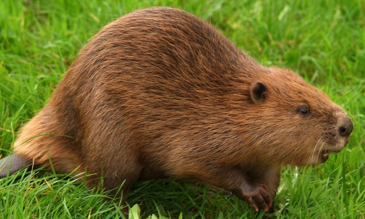 Beaver releases into wild to be allowed in England for first time in ...