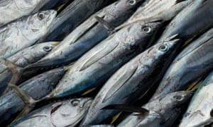 Yellowfin tuna 5120.jpg?width=300&quality=85&auto=forma