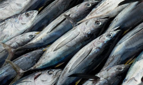 More than 40% of popular species such as tuna are being caught unsustainably, UN FAO says. 