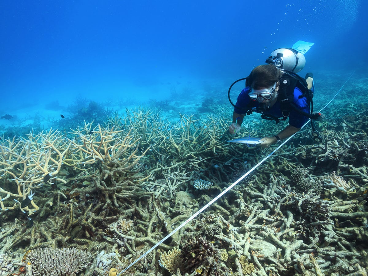 Australia S Politicians Have Betrayed The Great Barrier Reef And Only The People Can Save It David Ritter The Guardian Australia S Politicians Have Betrayed The Great Barrier Reef And Only The People Can Save It David Ritter The Guardian