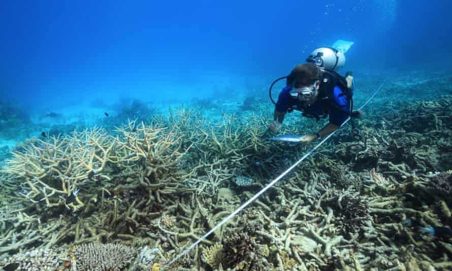 A scientist measures coral mortality in October 2016 following bleaching on the northern Great Barrier Reef.