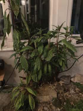 Bolivian fuchsia