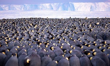 Survival at the end of the world … an image from Penguin: A Story of Survival by Stefan Christmann.
