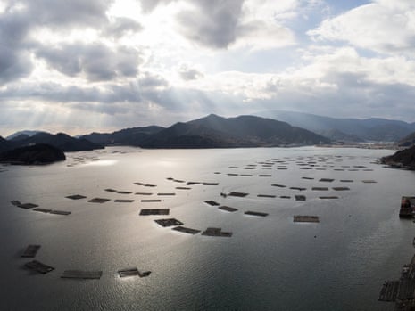A view over a bay showing oyster farms arranged in semi circles in the water.