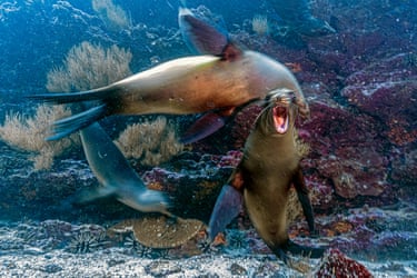 Underwater, two sea lions play near a reef, one baring its teeth with mouth wide open