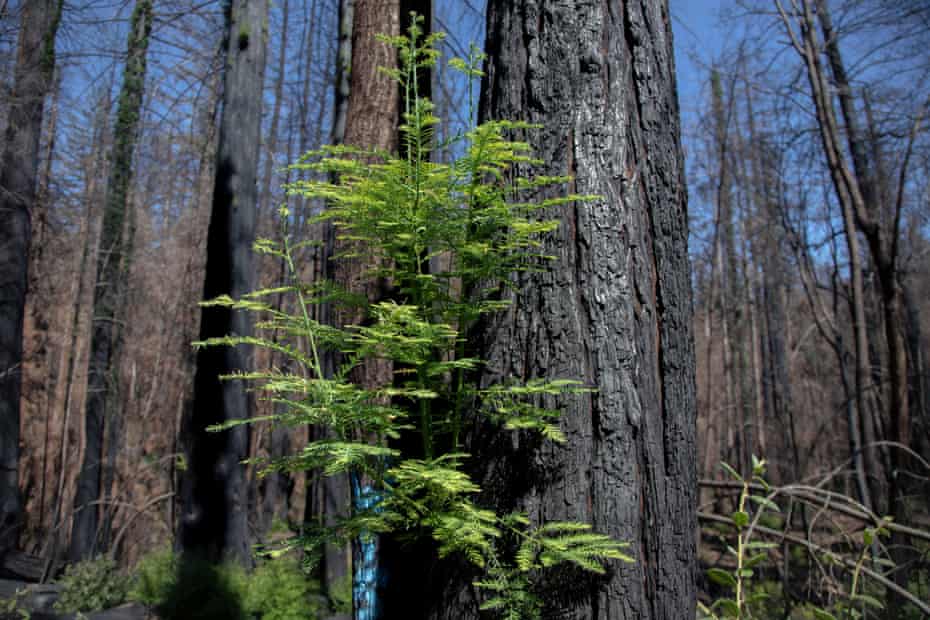 Blackened redwood trees show signs of new growth after the CZU Complex fire burned through 97{93dc336ded79d9c19a7fd46b704c562746eddfc4ab513b7b2ee0a4a79ff98b60} of the park.