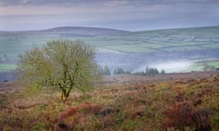 A tree on moorland with fields on a hill in the background