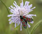 Country diary: Hunting for a sooty anomaly among the razzle-dazzle | Nic Wilson