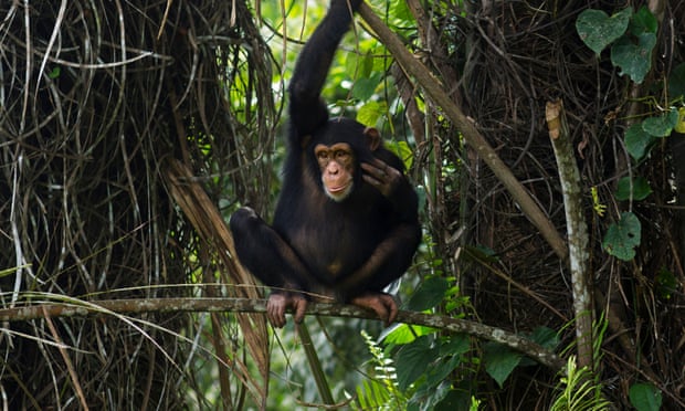 A western chimpanzee in Bossou Forest, Guinea