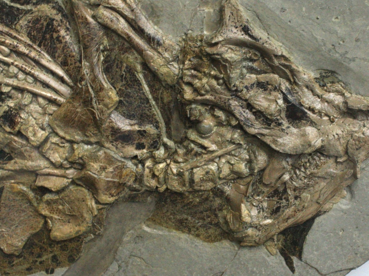 Prehistoric Fossils galaxy-s23-ultra-kan-bruke-telekamera-med-sensorskiftstabilisering