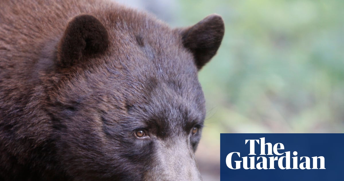 New Mexico man killed in rare fatal bear attack, only second in state in a century