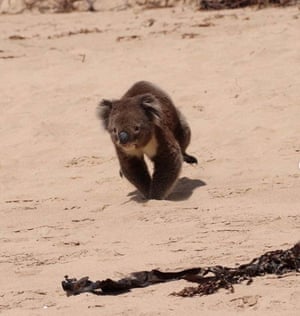 A koala runs on the beach in Apollo Bay in Victoria, Australia