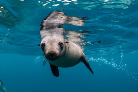 A young Australian fur seal seen swimming underwater, facing the camera
