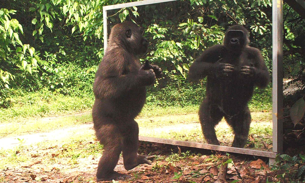 Are We Smart Enough to Know How Smart Animals are by Frans De Waal