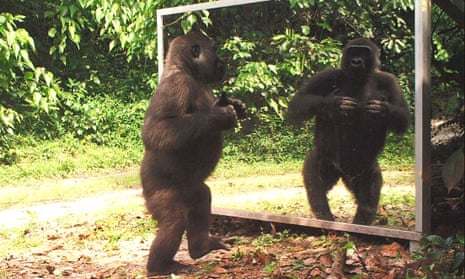 Model behaviour … a silverback gorilla observes its own reflection.