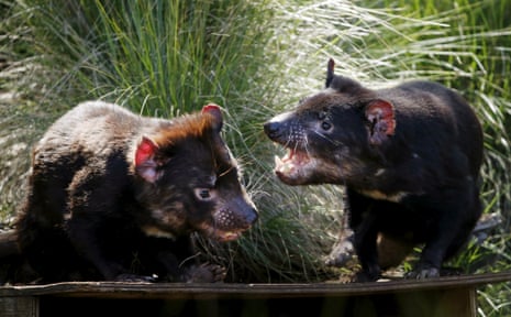 File photo of Tasmanian devils in their enclosure at the Aussie Ark sanctuary in Barrington Tops, Australia